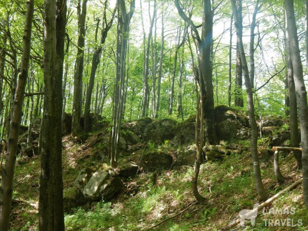 Карпатский лес.