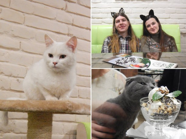 Тут несколько фото из кафе с кошками во Львове на Новый год.