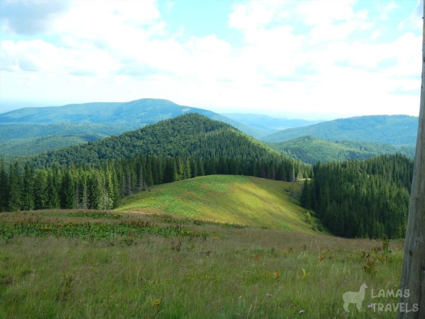 В поисках дома на дереве и жизни в лесу Фото 2
